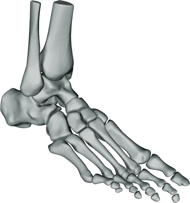 Automatically generated 3D foot and ankle model